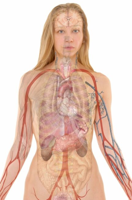 anatomy, woman, human, body, skin, organs, schema, lung, biology, teaching, people, science, medicine, nursing, anatomy, anatomy, anatomy, human, human, body, body, body, body, body, biology, teaching, people, science, science, science, medicine